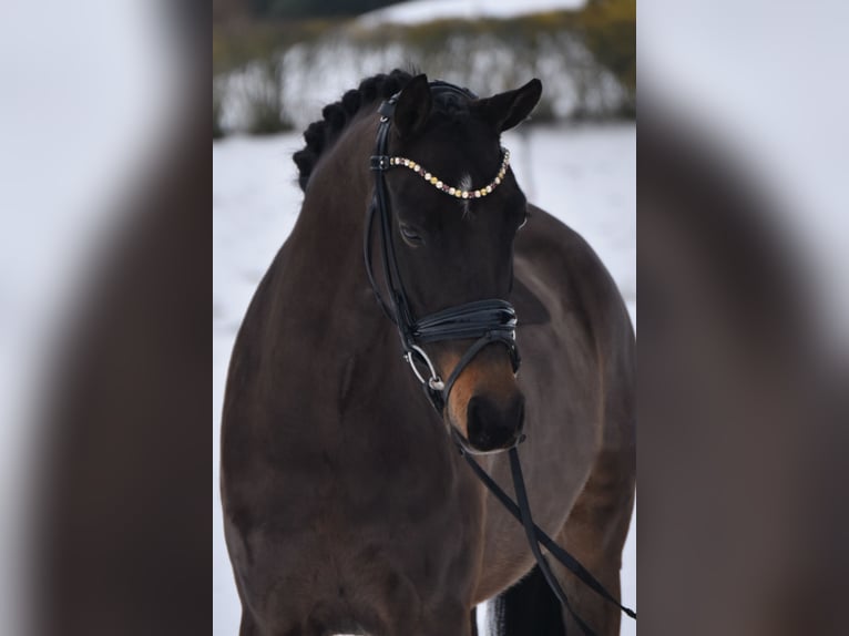 NRPS Ruin 4 Jaar 146 cm Zwartbruin in Fürstenau