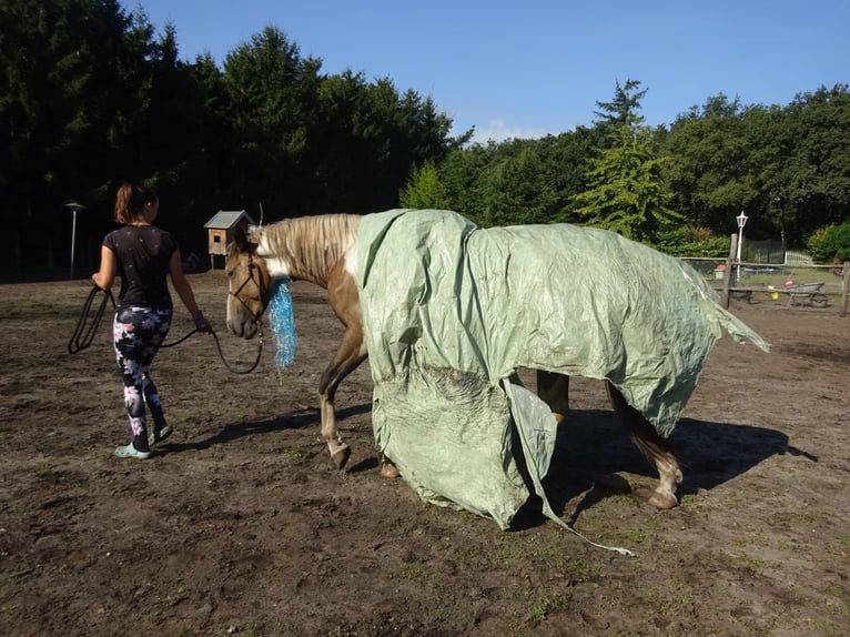 NRPS Ruin 4 Jaar 163 cm Buckskin in Well L