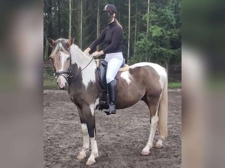 NRPS Ruin 4 Jaar 163 cm Buckskin in Well L