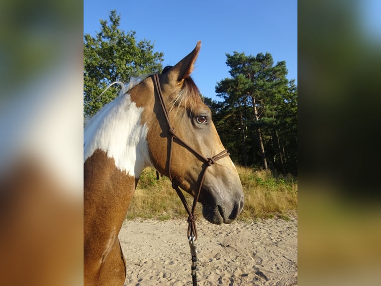 NRPS Ruin 4 Jaar 163 cm Buckskin in Well L