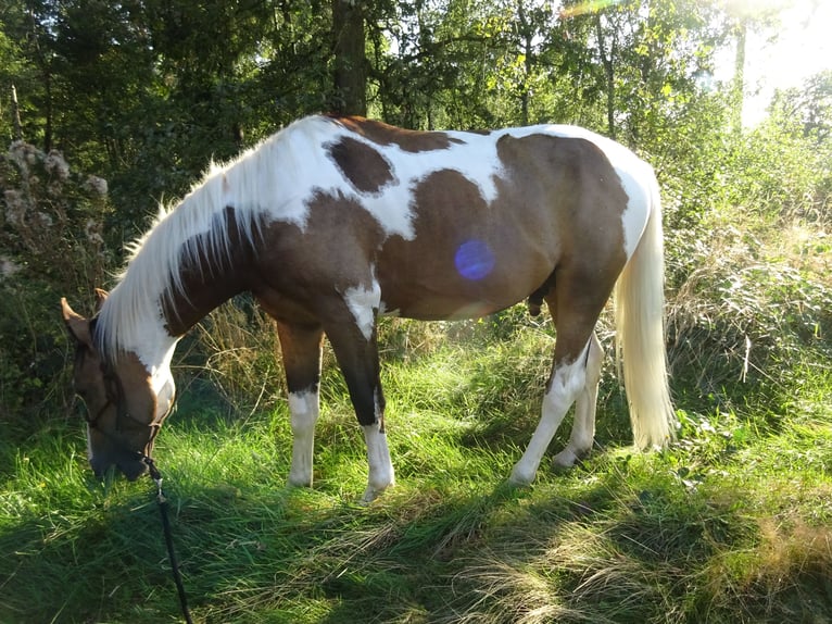 NRPS Ruin 4 Jaar 163 cm Buckskin in Well L