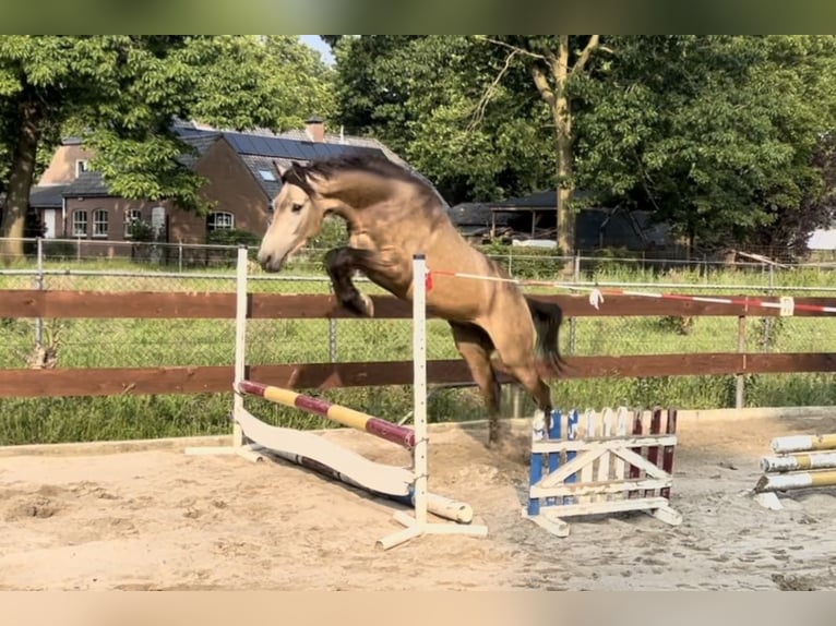 NRPS Mix Ruin 4 Jaar 167 cm Buckskin in Schaijk