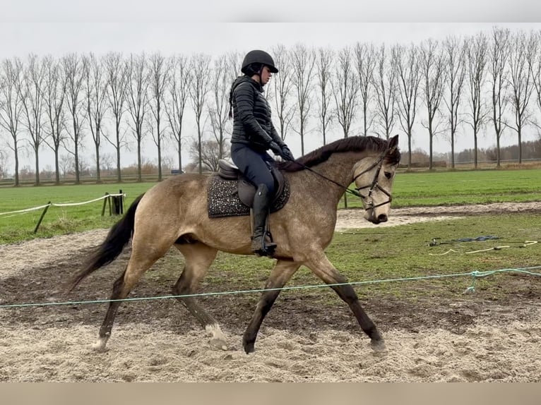 NRPS Mix Ruin 4 Jaar 167 cm Buckskin in Schaijk