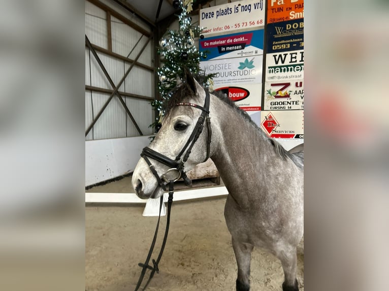 NRPS Ruin 5 Jaar 143 cm Zwartschimmel in Beilen