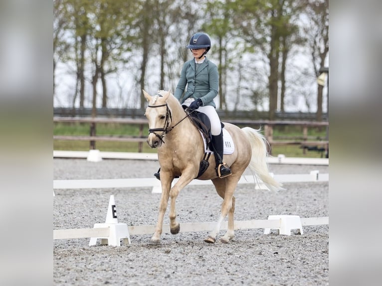 NRPS Ruin 5 Jaar 144 cm Palomino in Warmenhuizen