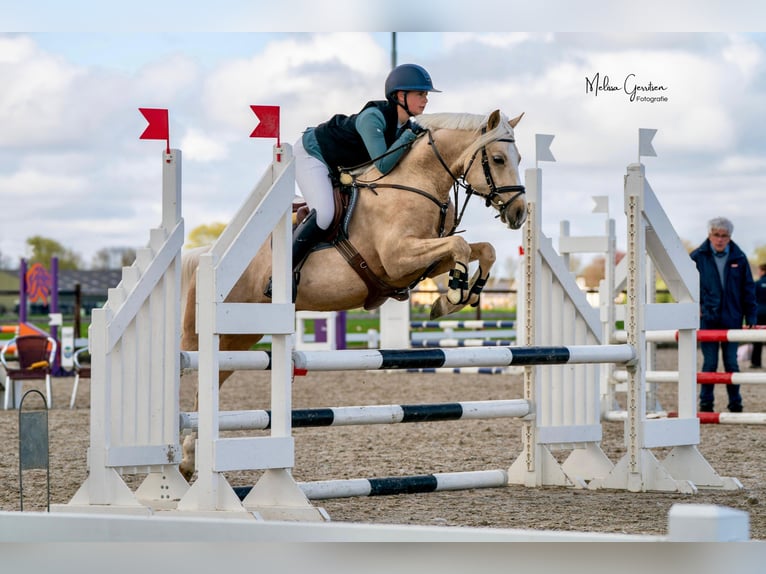 NRPS Ruin 5 Jaar 144 cm Palomino in Warmenhuizen