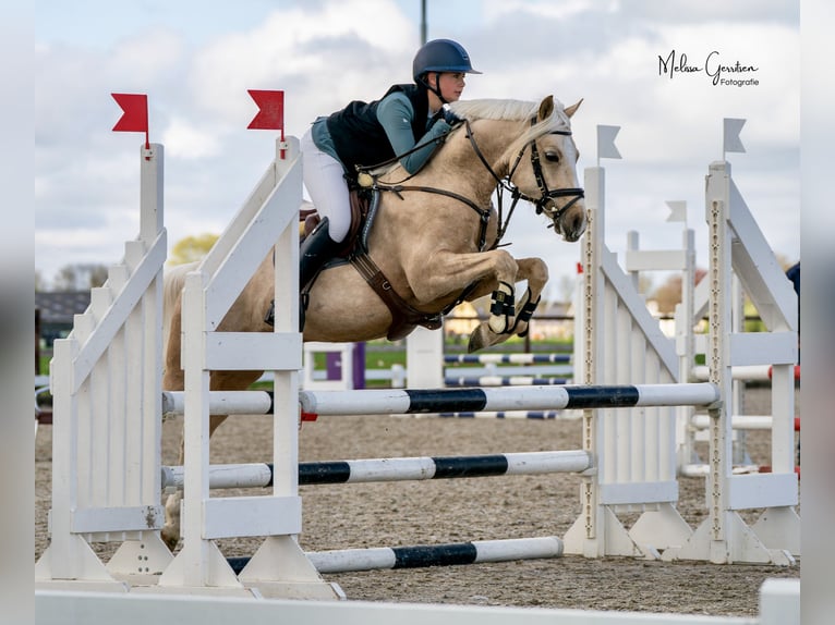 NRPS Ruin 5 Jaar 144 cm Palomino in Warmenhuizen