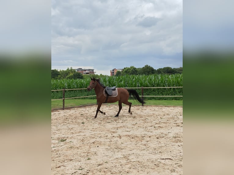 NRPS Ruin 5 Jaar 153 cm Bruin in Almelo