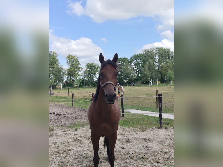 NRPS Ruin 5 Jaar 153 cm Bruin in Almelo