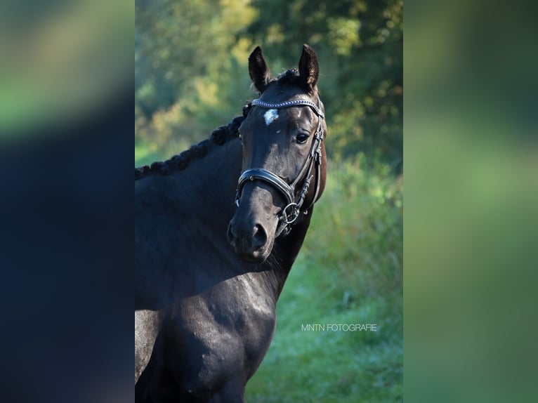 NRPS Ruin 5 Jaar 164 cm Zwart in Aalsmeer