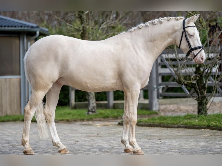 NRPS Ruin 6 Jaar 140 cm Palomino in Beek