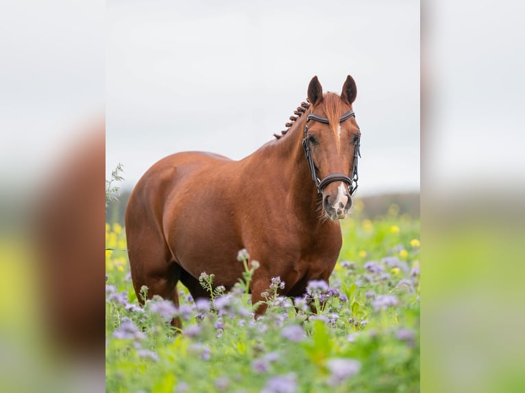 NRPS Ruin 6 Jaar 143 cm Vos in Wieringerwerf