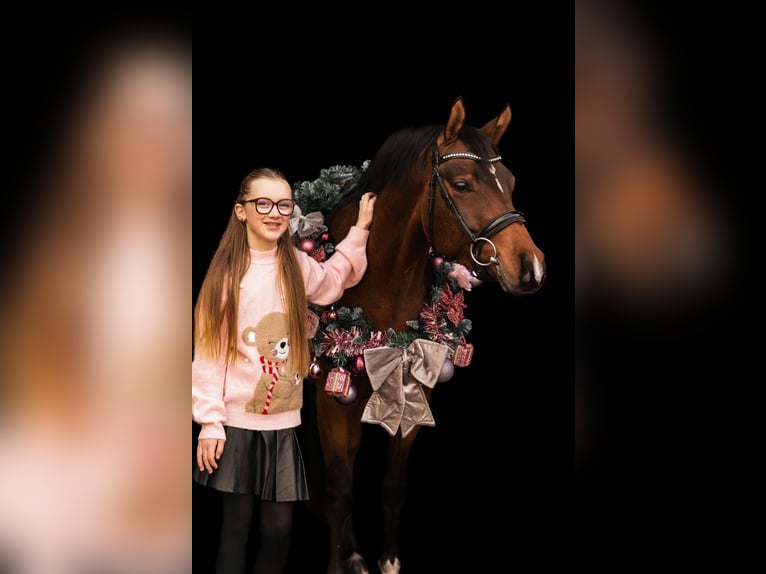 NRPS Ruin 6 Jaar 146 cm Bruin in Grebenhain