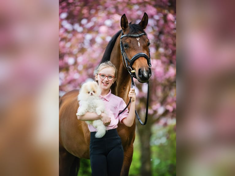 NRPS Ruin 6 Jaar 146 cm Bruin in Grebenhain