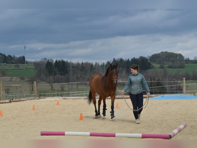 NRPS Ruin 6 Jaar 146 cm Bruin in Grebenhain