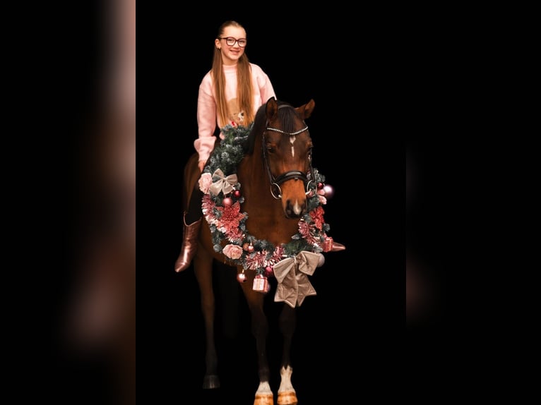 NRPS Ruin 6 Jaar 146 cm Bruin in Grebenhain
