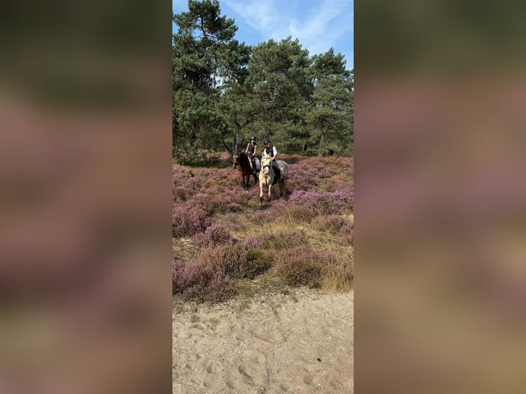 NRPS Ruin 6 Jaar 146 cm Bruin in Grebenhain