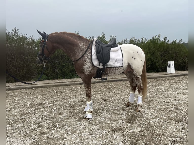 NRPS Ruin 6 Jaar 152 cm Appaloosa in Eindhoven