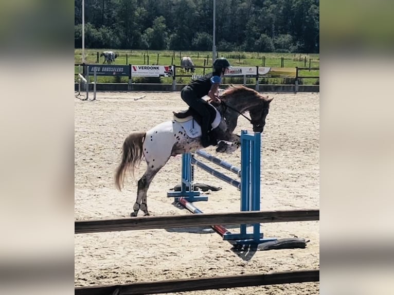 NRPS Ruin 6 Jaar 152 cm Appaloosa in Eindhoven