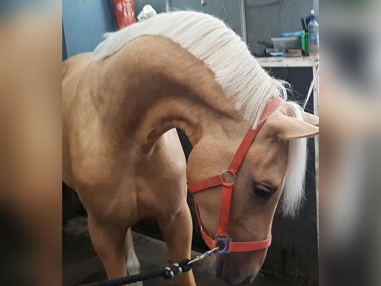 NRPS Ruin 6 Jaar 155 cm Palomino in De Rijp