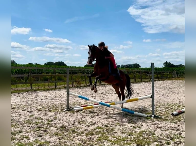 NRPS Ruin 6 Jaar 160 cm Bruin in Barneveld