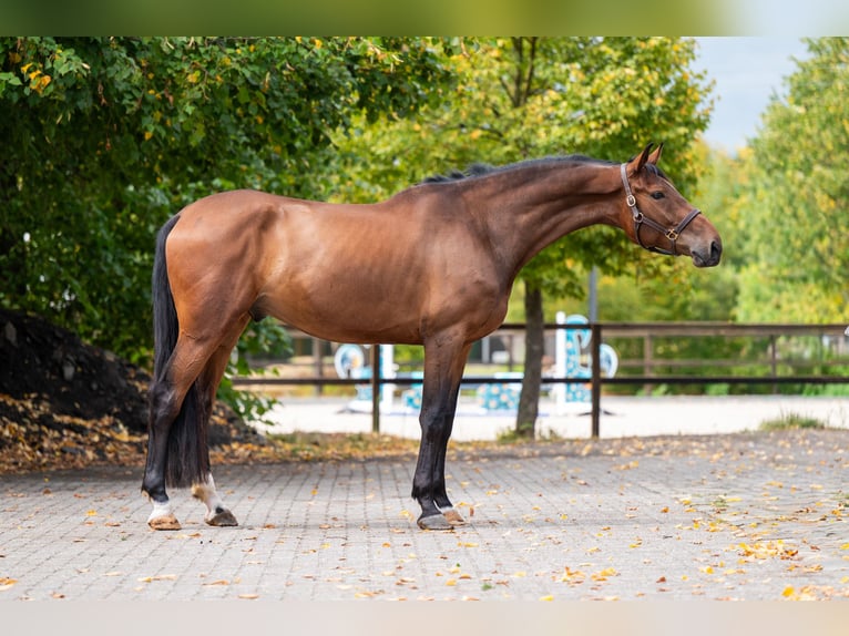 NRPS Ruin 6 Jaar 174 cm Bruin in Kaulille