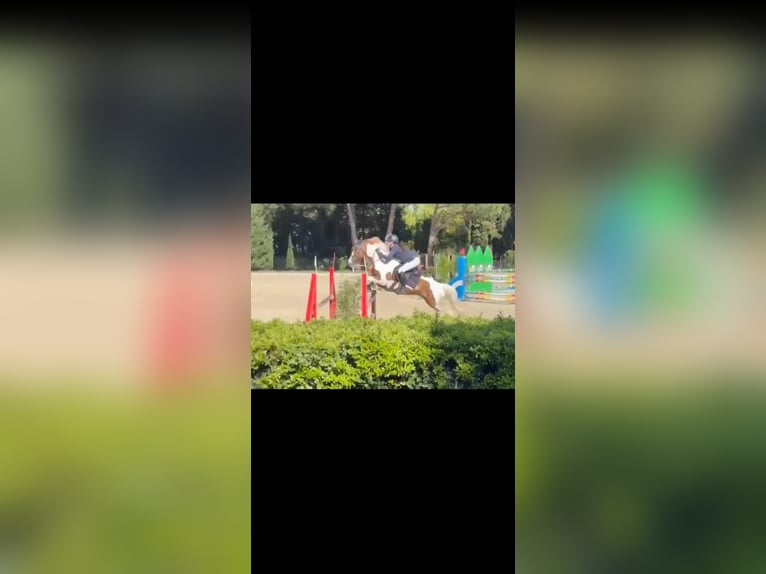 NRPS Ruin 7 Jaar 147 cm Gevlekt-paard in Annenheim