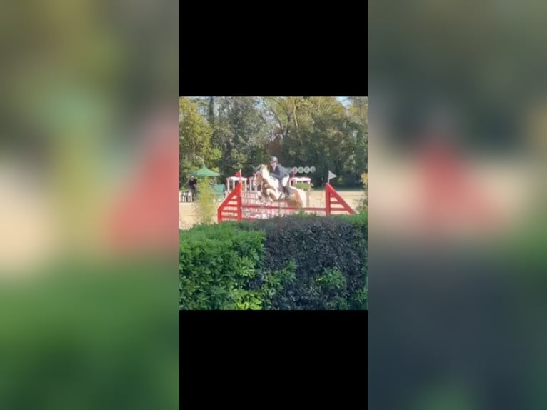 NRPS Ruin 7 Jaar 147 cm Gevlekt-paard in Annenheim