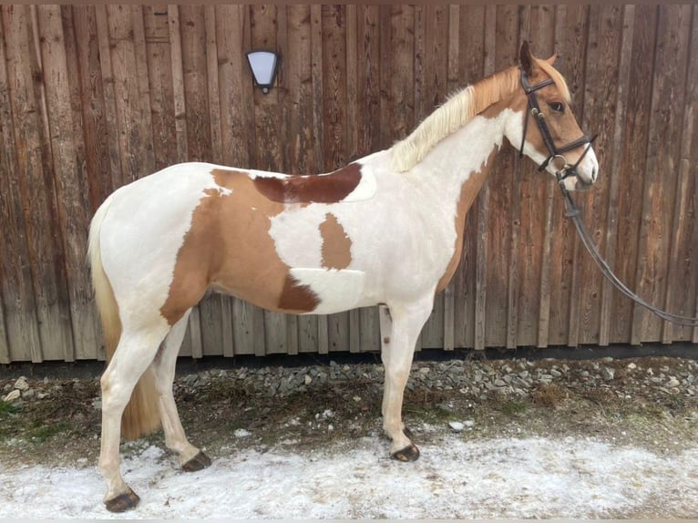 NRPS Ruin 7 Jaar 147 cm Gevlekt-paard in Annenheim
