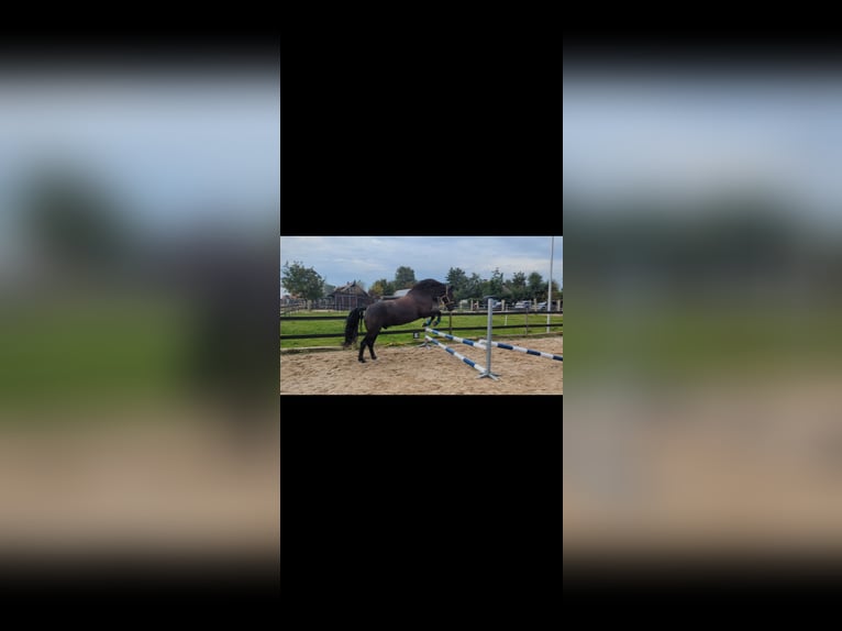 NRPS Mix Ruin 7 Jaar 160 cm Zwartbruin in Rockanje