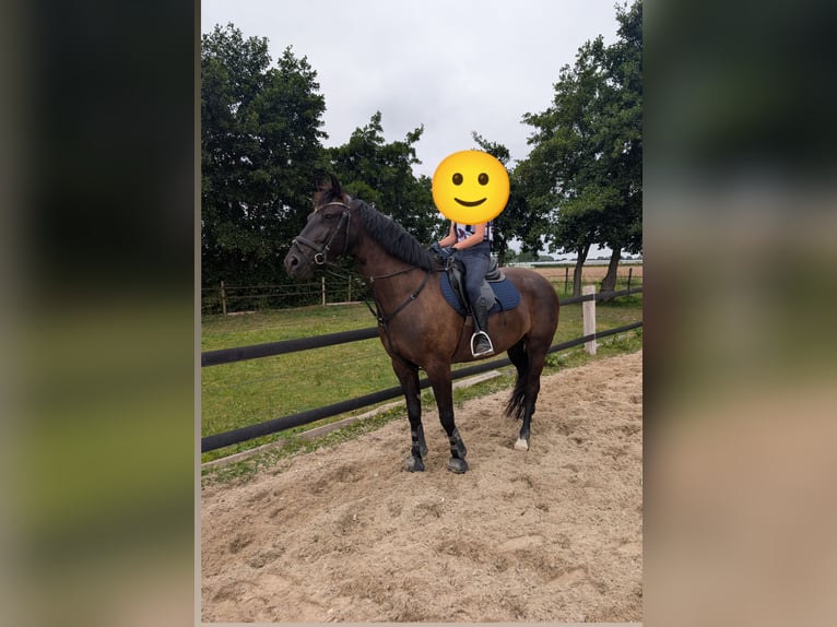 NRPS Mix Ruin 7 Jaar 160 cm Zwartbruin in Rockanje