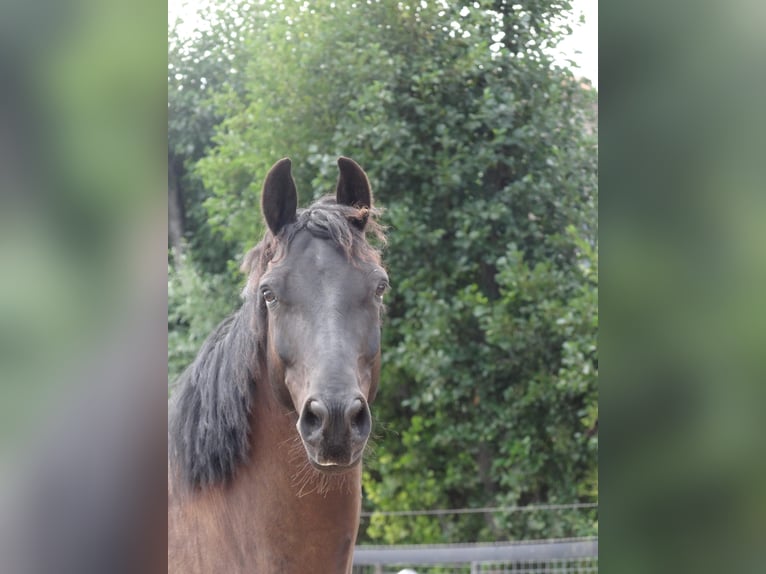 NRPS Mix Ruin 7 Jaar 160 cm Zwartbruin in Rockanje