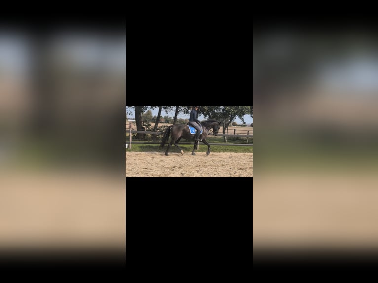 NRPS Mix Ruin 7 Jaar 160 cm Zwartbruin in Rockanje
