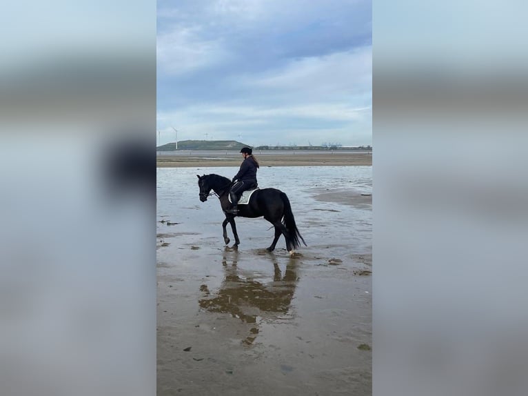 NRPS Mix Ruin 7 Jaar 160 cm Zwartbruin in Rockanje