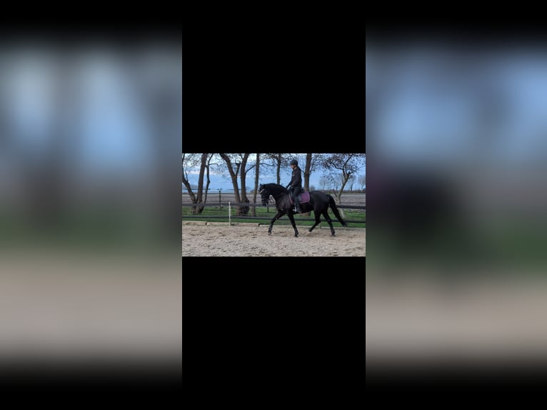 NRPS Mix Ruin 7 Jaar 160 cm Zwartbruin in Rockanje