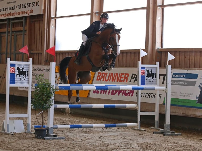 NRPS Ruin 7 Jaar Bruin in St. Josefen