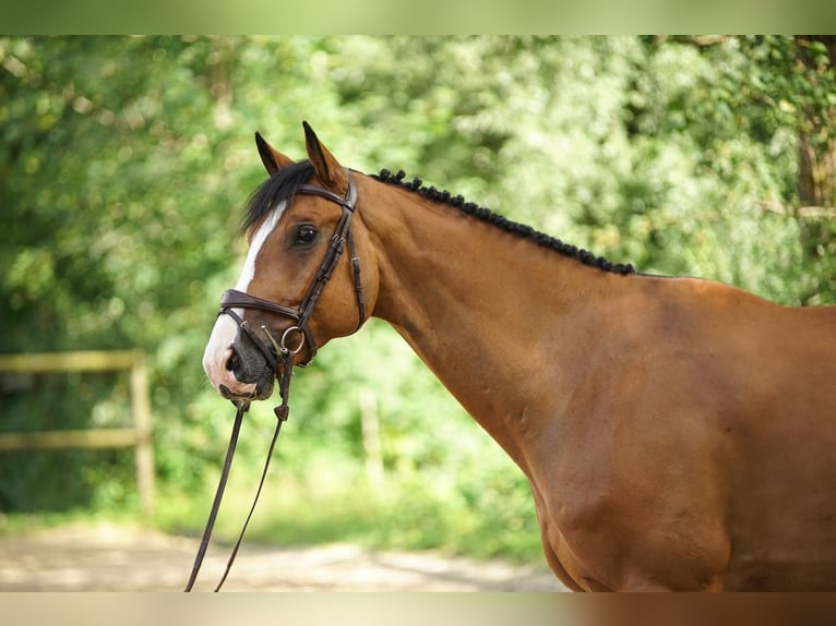 NRPS Ruin 7 Jaar Bruin in St. Josefen