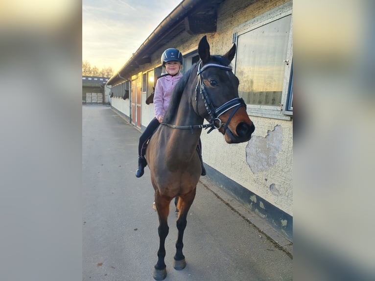 NRPS Ruin 8 Jaar 146 cm Bruin in Mömbris