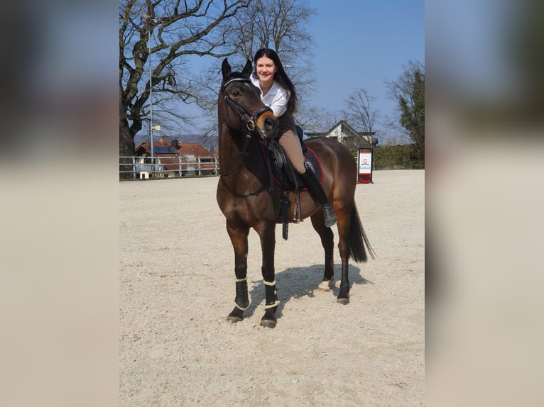 NRPS Ruin 8 Jaar 146 cm Bruin in Mömbris