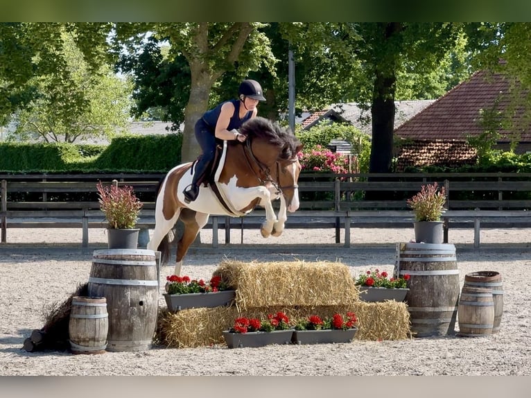 NRPS Ruin 8 Jaar 158 cm in Bladel