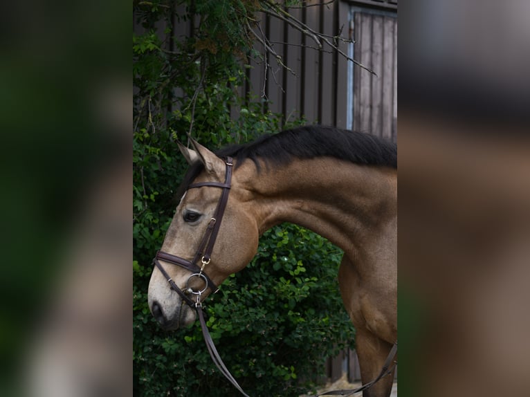 NRPS Ruin 8 Jaar 177 cm Buckskin in GeilenkirchenGeilenkirchen
