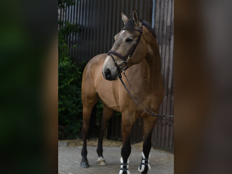 NRPS Ruin 8 Jaar 177 cm Buckskin in GeilenkirchenGeilenkirchen