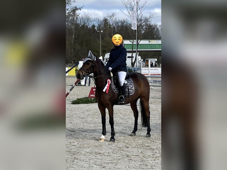 NRPS Ruin 9 Jaar 146 cm Bruin in Cloppenburg