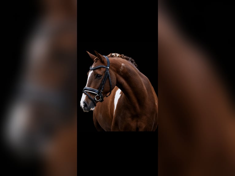 NRPS Ruin 9 Jaar 158 cm Gevlekt-paard in Exter