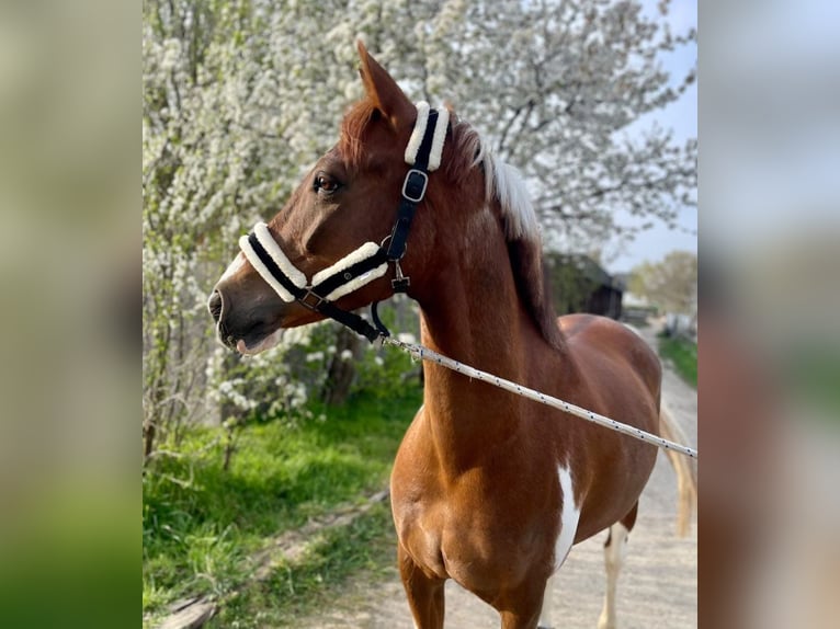 NRPS Ruin 9 Jaar 158 cm Gevlekt-paard in Exter