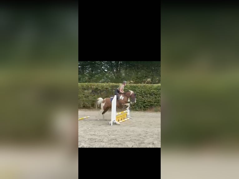 NRPS Ruin 9 Jaar 158 cm Gevlekt-paard in Exter