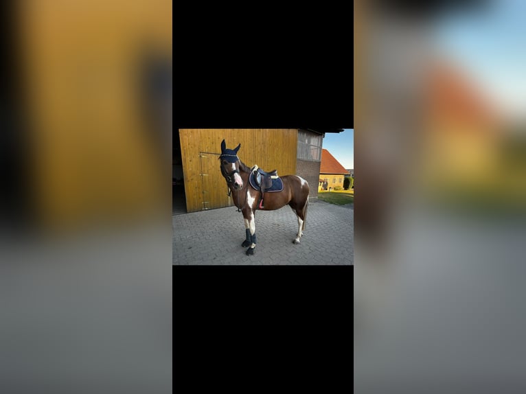 NRPS Ruin 9 Jaar 158 cm Gevlekt-paard in Exter