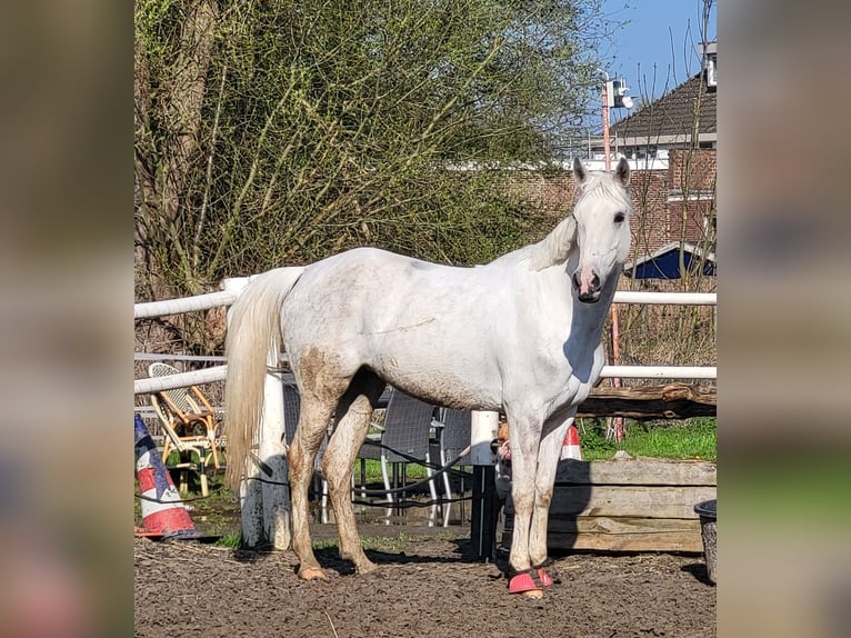 NRPS Mix Stallion 11 years 14,2 hh Grey in Heerlen