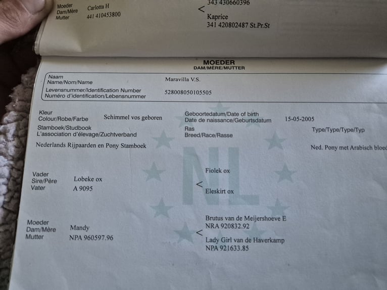 NRPS Mix Stallion 11 years 14,2 hh Grey in Heerlen