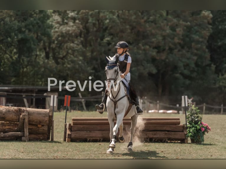 NRPS Mix Stallion 11 years 14,2 hh Grey in Heerlen